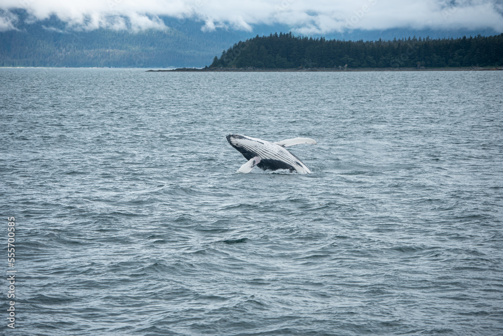 Fototapeta premium Humpback Whale Breach in Waters of Juneau, Alaska
