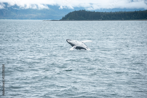 Humpback Whale Breach in Waters of Juneau, Alaska