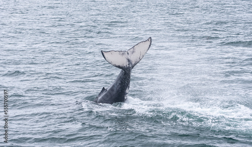 Humpback Whale Flute Breach in Waters of Juneau  Alaska