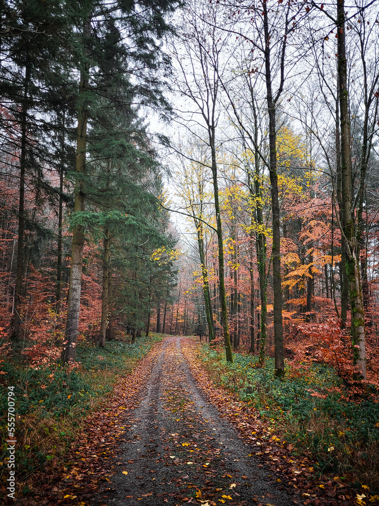 Scenic Autumn Forest Road in Southern Germany with colorful trees and misty tree crowns. A peaceful autumn walk among the fall foliage.