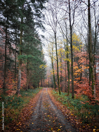 Scenic Autumn Forest Road in Southern Germany with colorful trees and misty tree crowns. A peaceful autumn walk among the fall foliage.