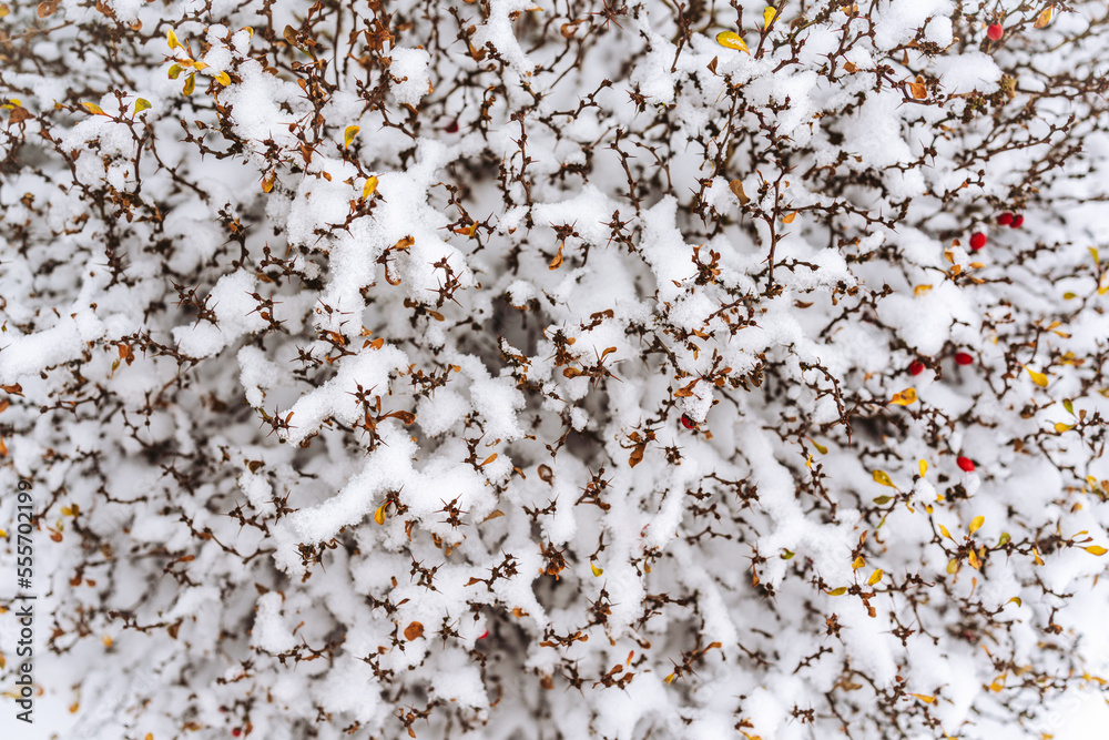 Winter twigs, bush. Sticks among the snow for wallpaper, background.
Winter twigs, bush. Sticks among the snow for wallpaper, background.