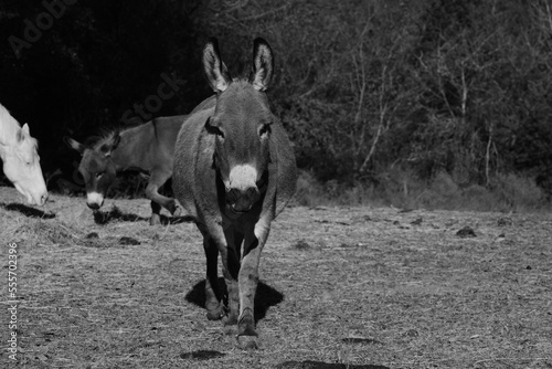 Mini donkey looking at camera from Texas farm field in black and white, copy space on background. © ccestep8