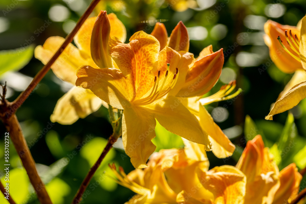 Orange flower of rhododendron Golden Flame Orange flower of rhododendron Golden Flame