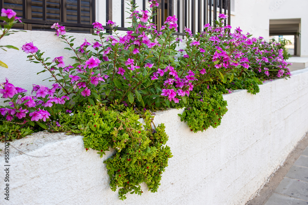 Catharanthus and Honckenya  in decoration of some Cypriot villas