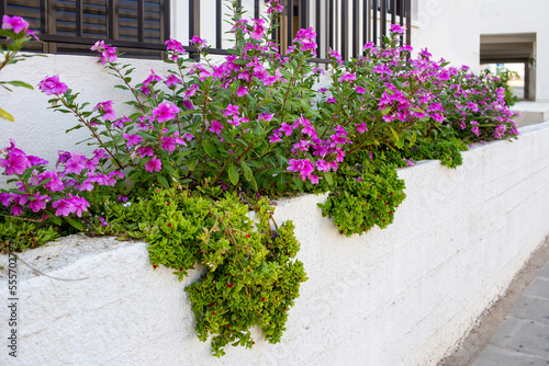 Catharanthus and Honckenya  in decoration of some Cypriot villas photo