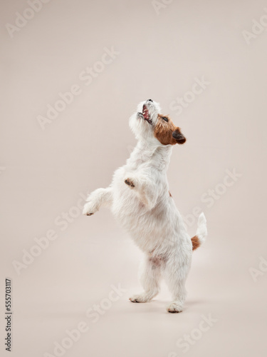 happy jack russell terrier on a beige background. Dog playing in studio