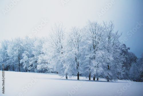 snow covered trees landscape
