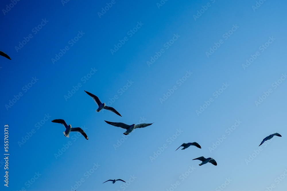 Flock of seagull flying on blue ocean in blue sky, white birds gathering in bay of bengal 