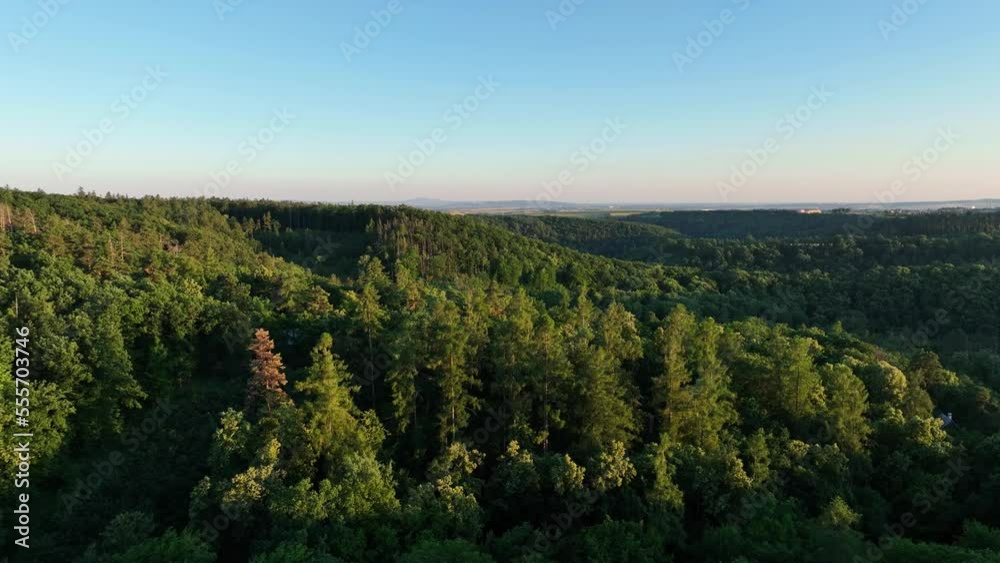 Sunset Forest Aerial, evening golden hour in the woods, trees Sunset Forest Aerial, evening golden hour in the woods, trees