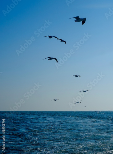 Flock of seagull flying on blue ocean in blue sky, white birds gathering in bay of bengal  © Susmit