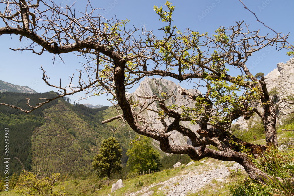 An old tree, a specimen of Quercus robur or common oak, with twisted branches, grows tangled on a hillside in Urkiola Natural Park, Spain An old tree, a specimen of Quercus robur or common oak, with twisted branches, grows tangled on a hillside in Urkiola Natural Park, Spain