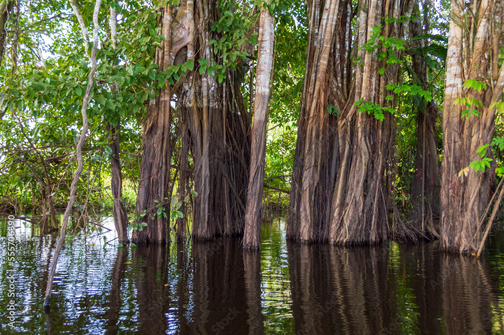 Obraz premium Tropical vegetation of the rain forest in Brazil along the Amazon river
