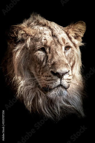 portrait of a large male lion face against a black background