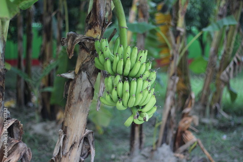 Giant banana bunch hanging on banana tree, banana plantation in a farm