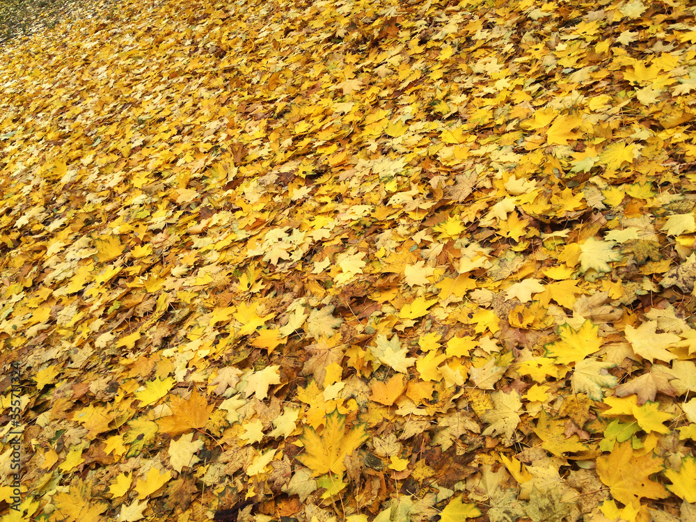 Autumn carpet with yellow leaves in the city park. Autumn carpet with yellow leaves in the city park.