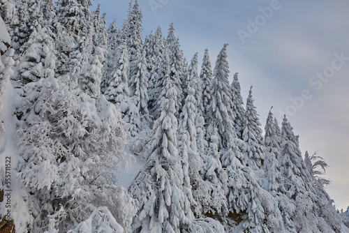 Pine forests covered in snow