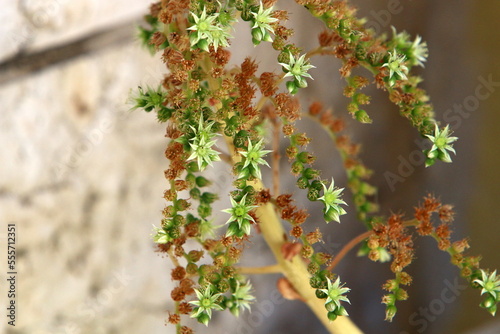 Summer flowers in a city park in Israel.