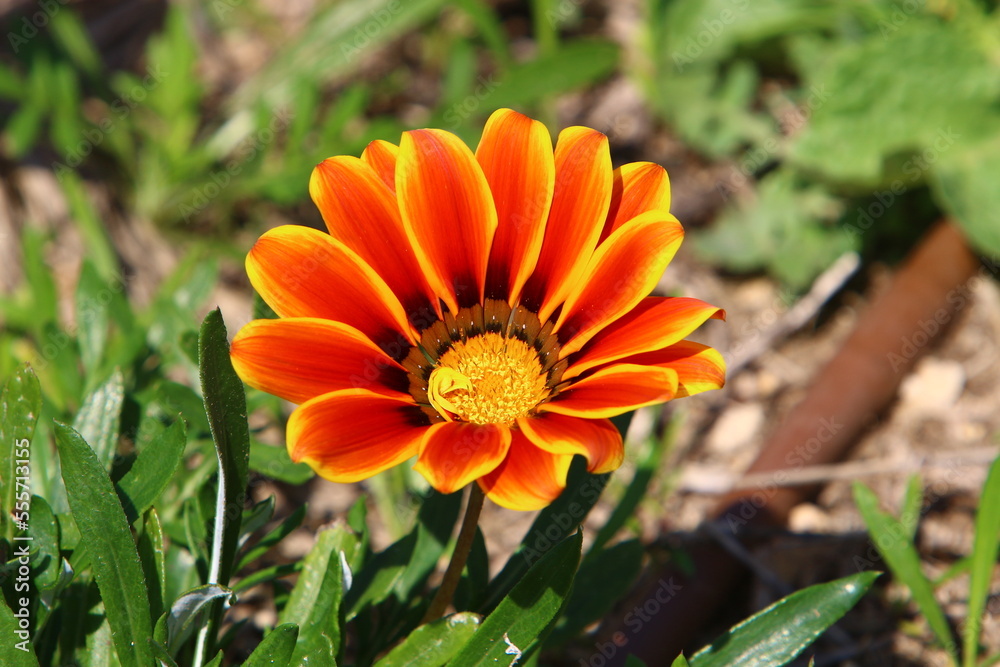 Summer flowers in a city park in Israel.
