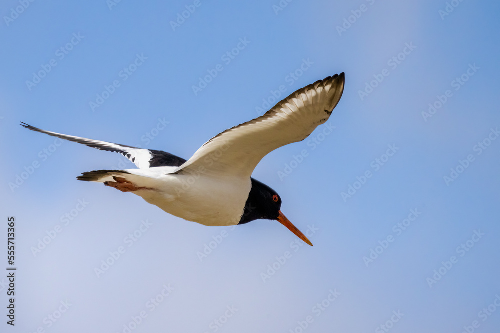Fototapeta premium Oystercatcher