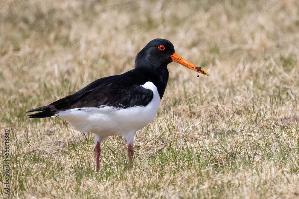 Oystercatcher Oystercatcher