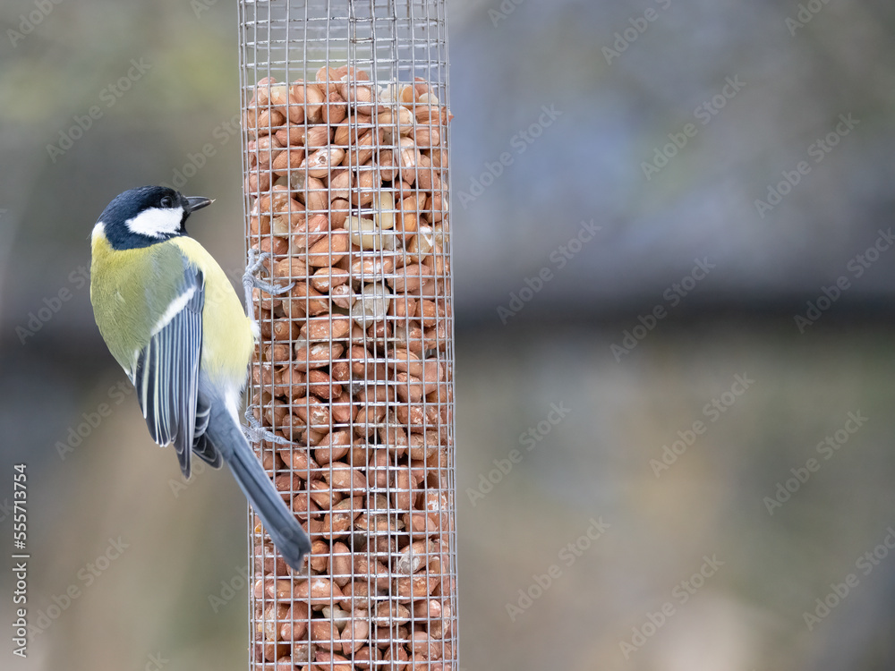 Naklejka premium a blue tit sitting on a feeder