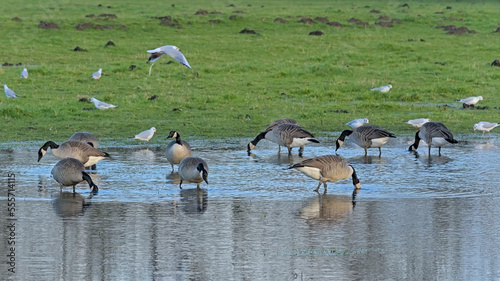 Canada geese and gulls foraging in the blue water in Bourgoyen marshland, Ghent, Flanders, Belgium 