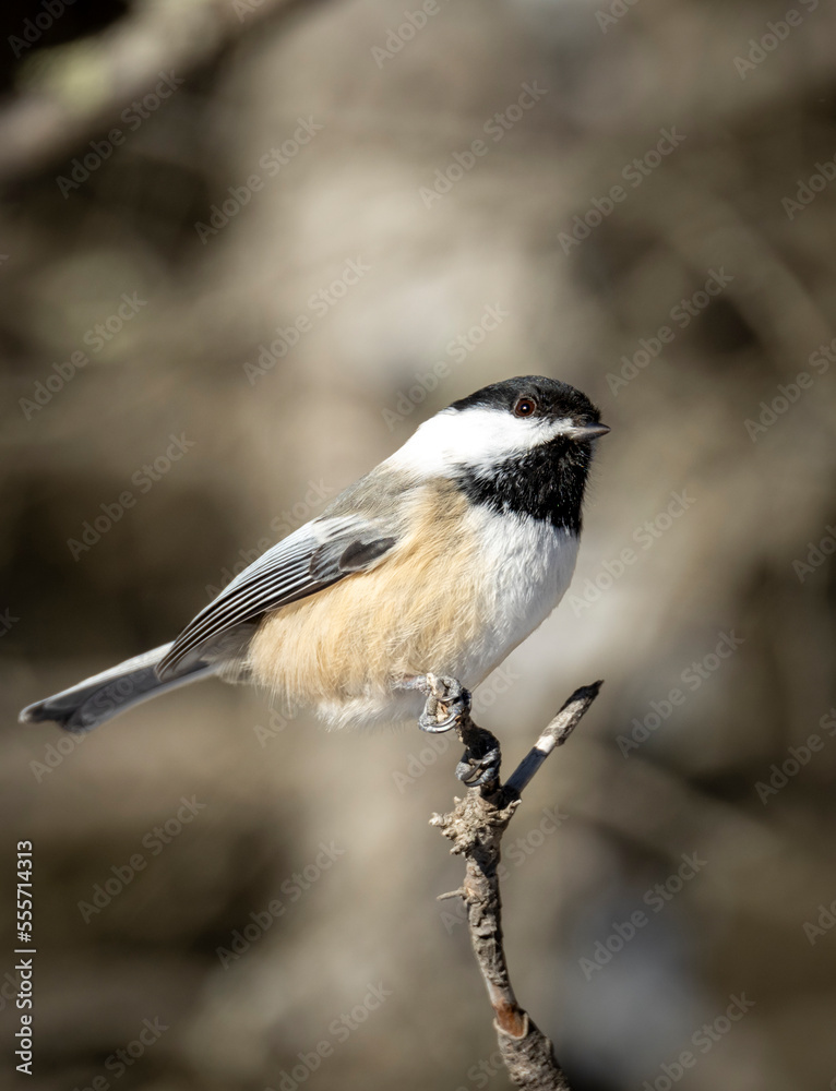 Black capped chickadee on a single tree branch Black capped chickadee on a single tree branch