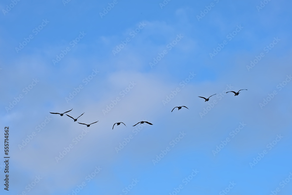 Formation of canada geese in flight on a blue sky with soft clouds - Branta canadensis Formation of canada geese in flight on a blue sky with soft clouds - Branta canadensis