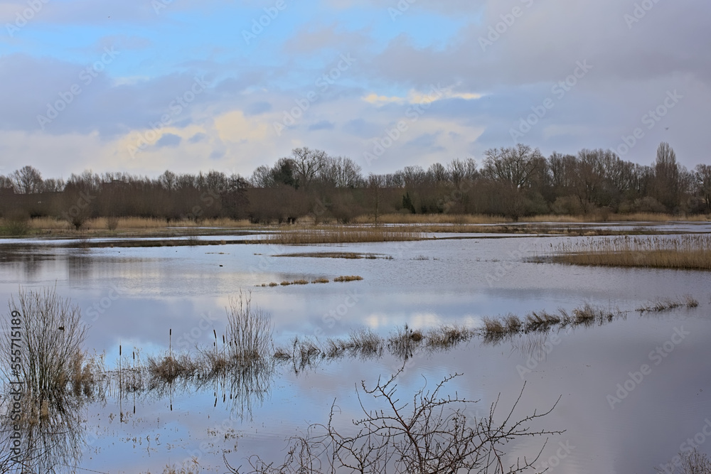 Early spring marsh landscape with reed and trees in Bourgoyen nature reserve, Ghent, Flanders, Belgium 