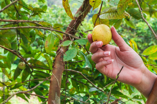 Foto Mano femenina cogiendo una guayaba madura