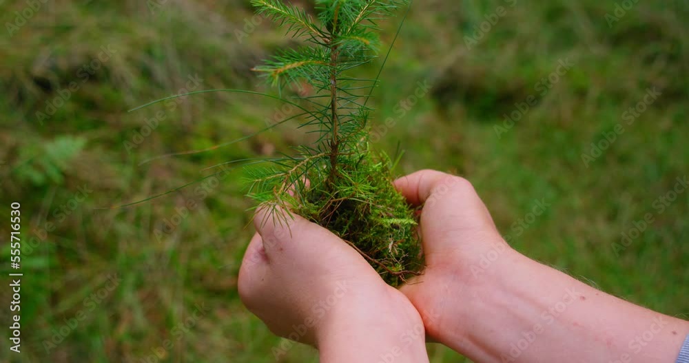 Small spruce in human hands with coniferous green forest background. Pine seedling, planting young tree concept. Save the planet.