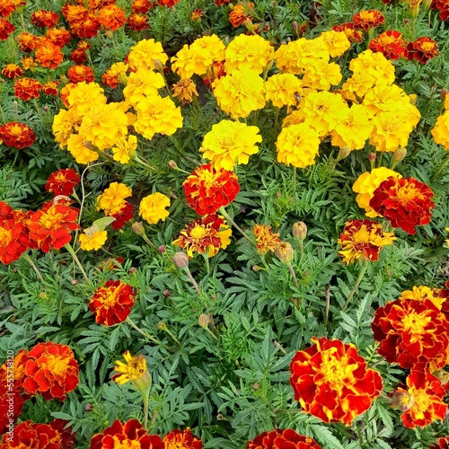 Bright and beautiful flowers tagetes patula in the autumn garden.