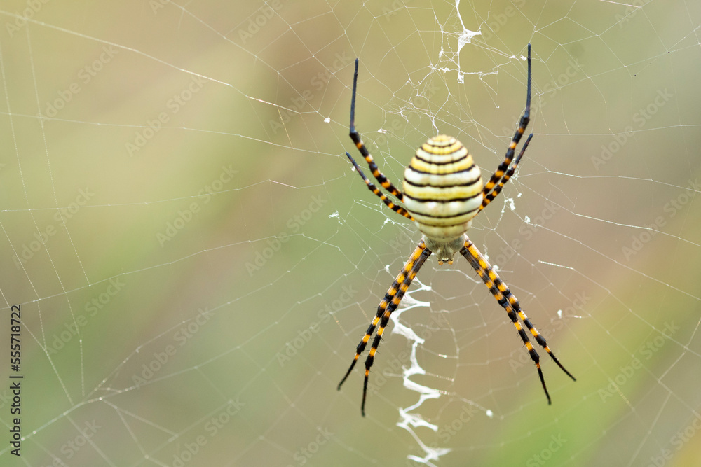 Large wasp spider sitting on cobweb in nature Large wasp spider sitting on cobweb in nature