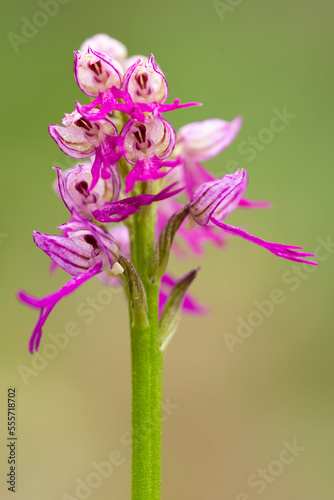 Blooming Orchis simia flower growing in wild nature photo