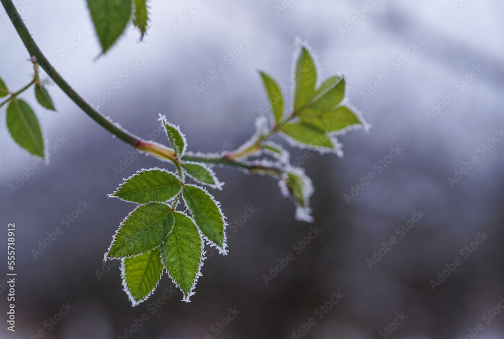 Close up of a green leaf with frost or ice on the tree in winter Close up of a green leaf with frost or ice on the tree in winter
