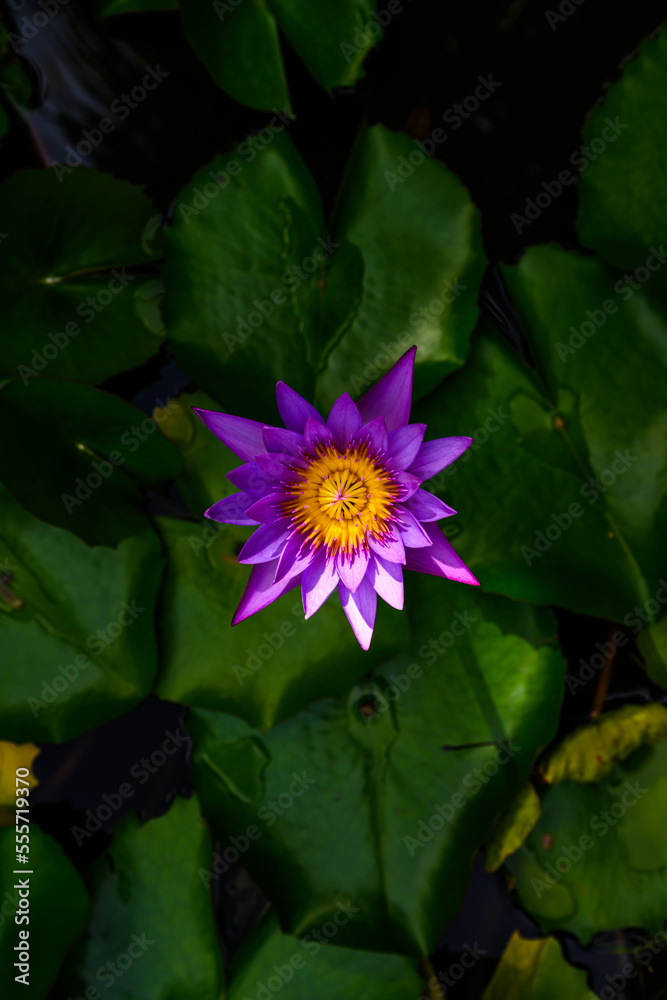 blooming blue water lily, an exotic aquatic plant in a natural environment blooming blue water lily, an exotic aquatic plant in a natural environment