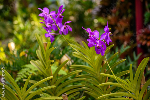 Photography orchid in its natural environment, exotic plant, botanic gardens in singapore