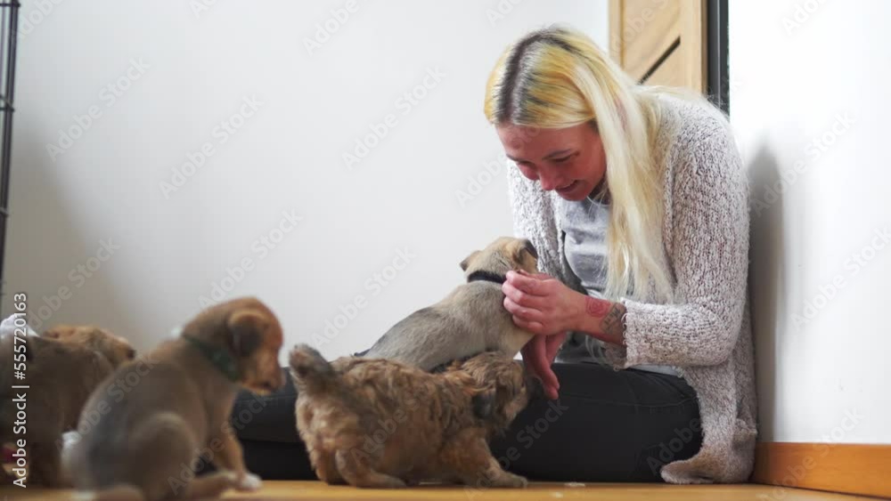 Cheerful saved brown puppy dogs of unknown breed playing with female owner of temporary house. Nose licking and dog kisses. Love between human and animals. High quality 4k footage Cheerful saved brown puppy dogs of unknown breed playing with female owner of temporary house. Nose licking and dog kisses. Love between human and animals. High quality 4k footage