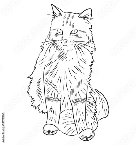 Realistic cat sitting drawing in black isolated on white background. Hand drawn vector sketch illustration in doodle simple outline vintage engraved style. Animal, american longhair.