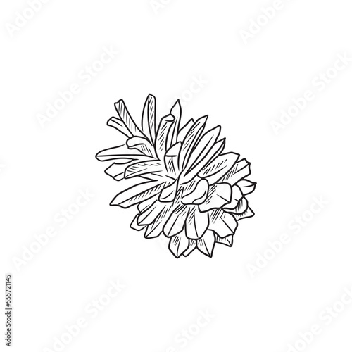 Fototapeta Naklejka Na Ścianę i Meble -  Realistic pine cone in black isolated on white background. Hand drawn vector sketch illustration in doodle outline vintage engraved style. Forest concept, winter, autumn, greeting card.