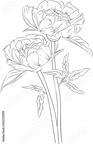 hand-drawn peony sketch of flowers bouquet vector sketch illustration engraved ink art botanical leaf branch collection isolated on white background coloring page and books.