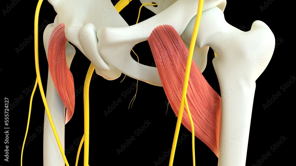 Pectineus Muscle anatomy for medical concept 3D rendering Stock