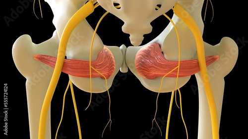 Obturator Internus Muscle anatomy for medical concept 3D rendering photo