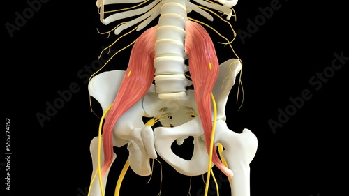 Valokuva Psoas Major Muscle anatomy for medical concept 3D rendering