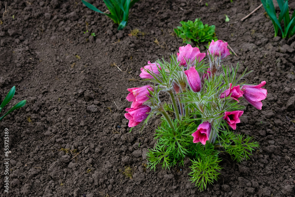 A bush of a purple pasqueflower (pulsatilla) in the spring garden. Care and cultivation. Copy space. A bush of a purple pasqueflower (pulsatilla) in the spring garden. Care and cultivation. Copy space.