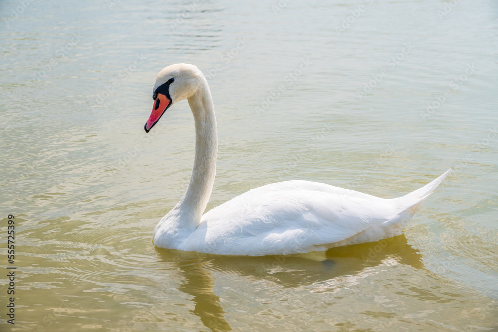Graceful white Swan swimming in the lake, swans in the wild. Portrait of a white swan swimming on a lake. Graceful white Swan swimming in the lake, swans in the wild. Portrait of a white swan swimming on a lake.