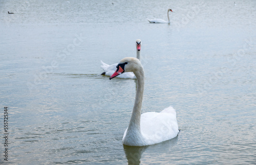 Fototapeta Naklejka Na Ścianę i Meble -  Two Graceful white Swans swimming in the lake, swans in the wild