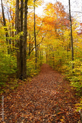 Hiking trail through the woods in Autumn