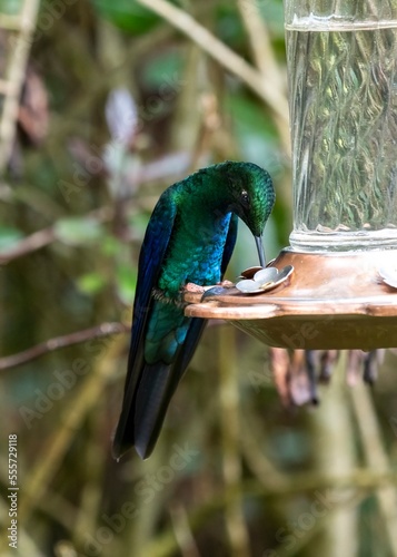 Great sapphirewing (Pterophanes cyanopterus) in Colombia photo